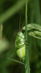 (2) Eine weibliche Nymphe der Laubholz-Säbelschrecke (Barbitistes serricauda), ...