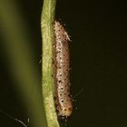 (2) Einiges vom Aurorafalter (Anthocharis cardamines), erlebt an einem einzigen Tag!