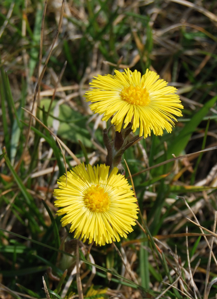 2 einsamme Blümchen