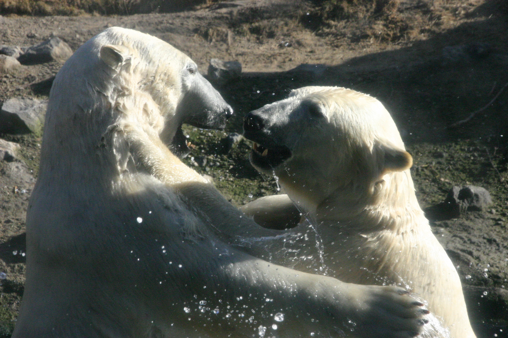 2 Eisbären in Aktion