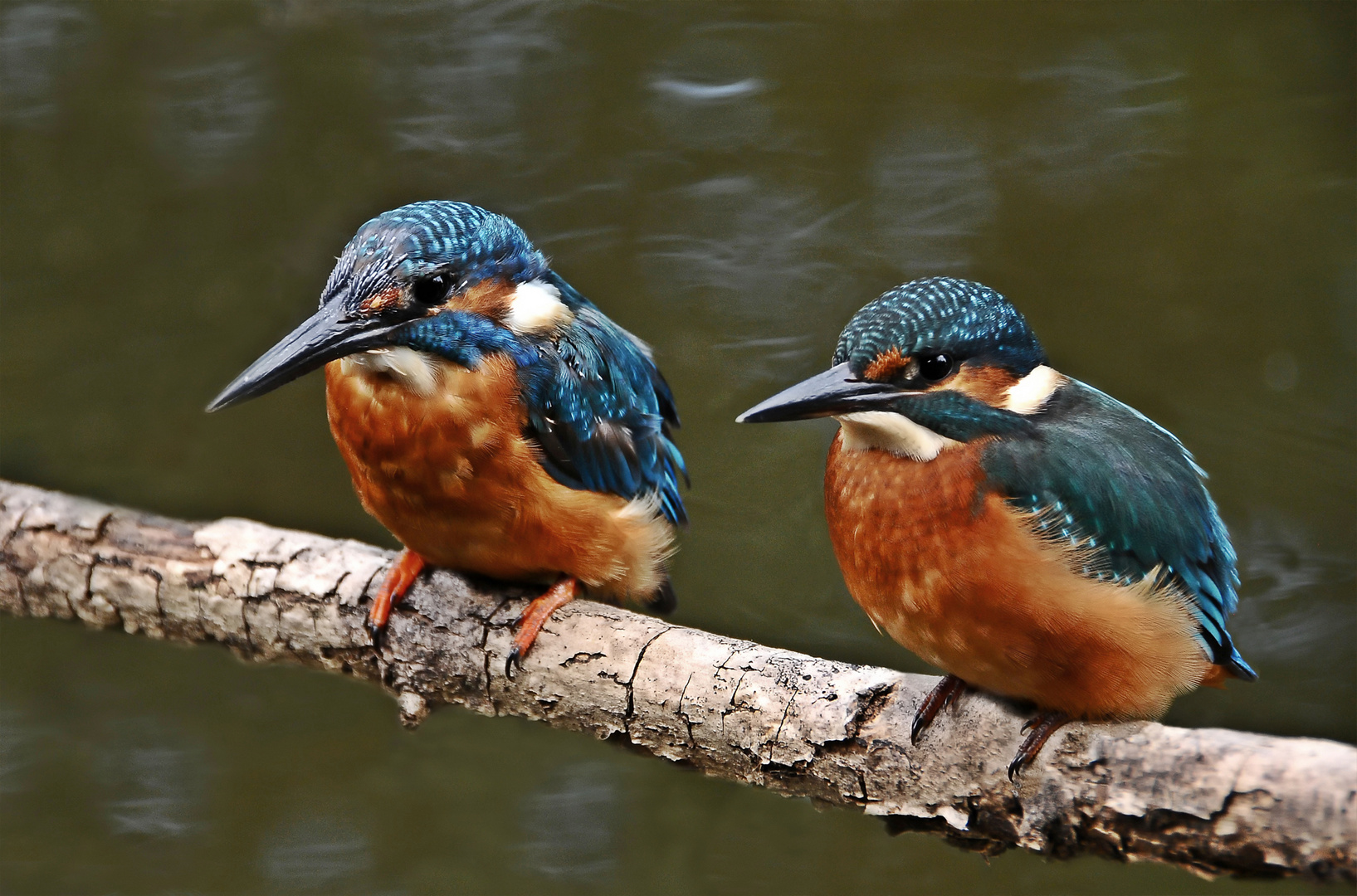 2 Eisvögel