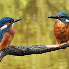 2 Eisvögel auf einen Ansitz