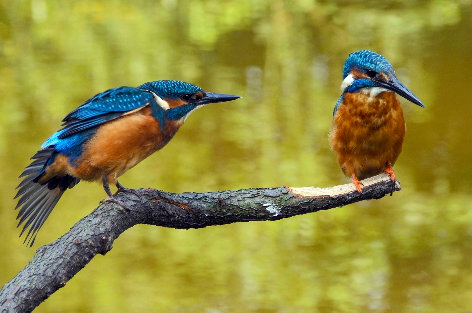 2 Eisvögel auf einen Ansitz