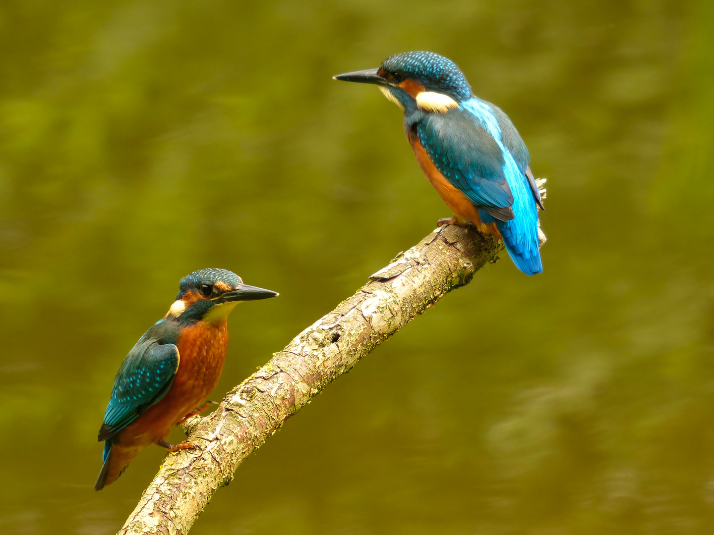 2 Eisvogel ( Jungvögel ) auf einem Ansitz