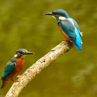 2 Eisvogel ( Jungvögel ) auf einem Ansitz