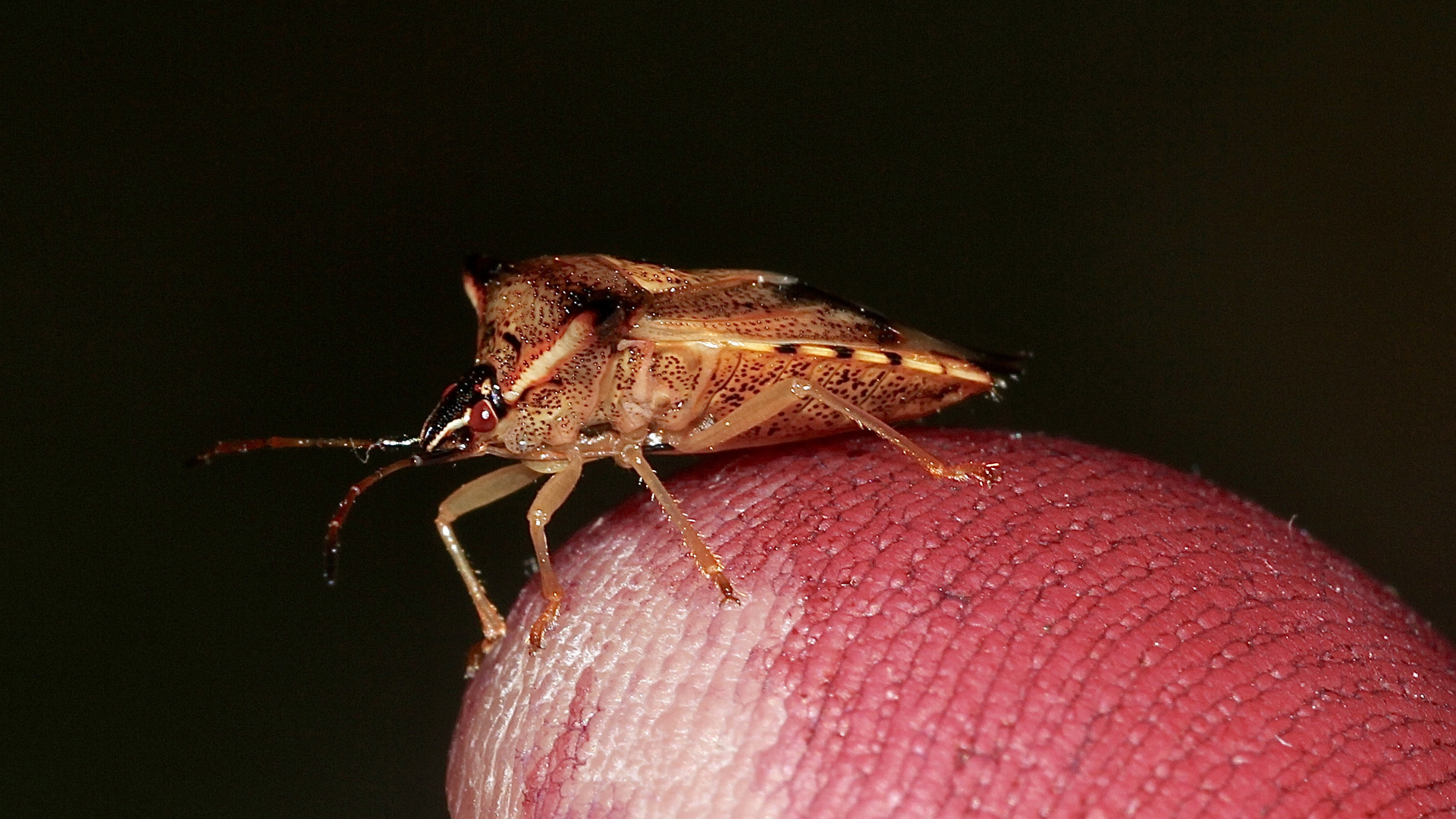 (2) Elasmucha ferrugata, die Heidelbeerwanze