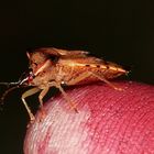 (2) Elasmucha ferrugata, die Heidelbeerwanze