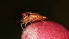 (2) Elasmucha ferrugata, die Heidelbeerwanze