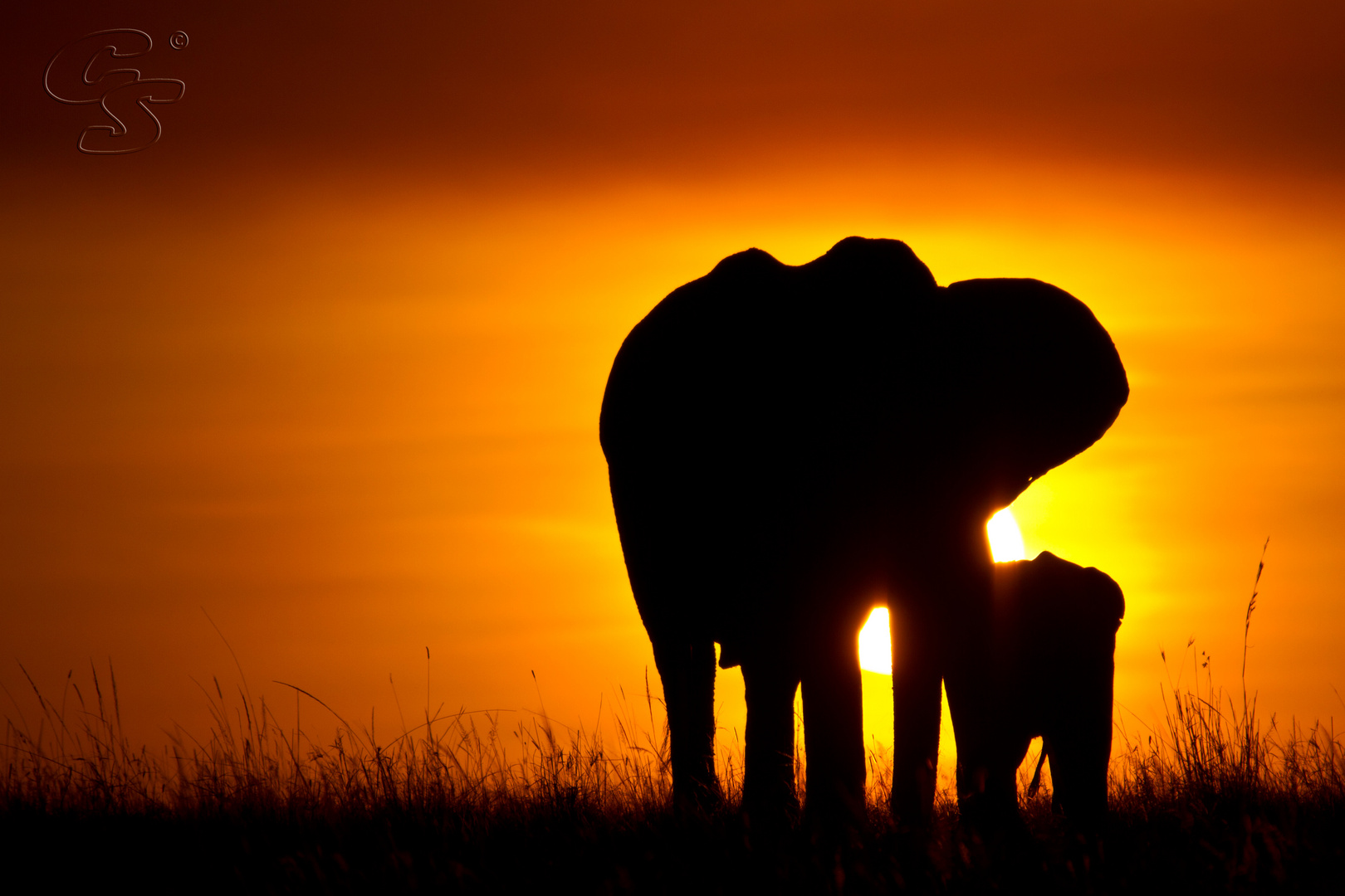 2 Elefanten im Sonnenuntergang in Masai Mara