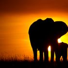 2 Elefanten im Sonnenuntergang in Masai Mara