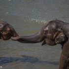 2 Elefantenbabys beim schmusen