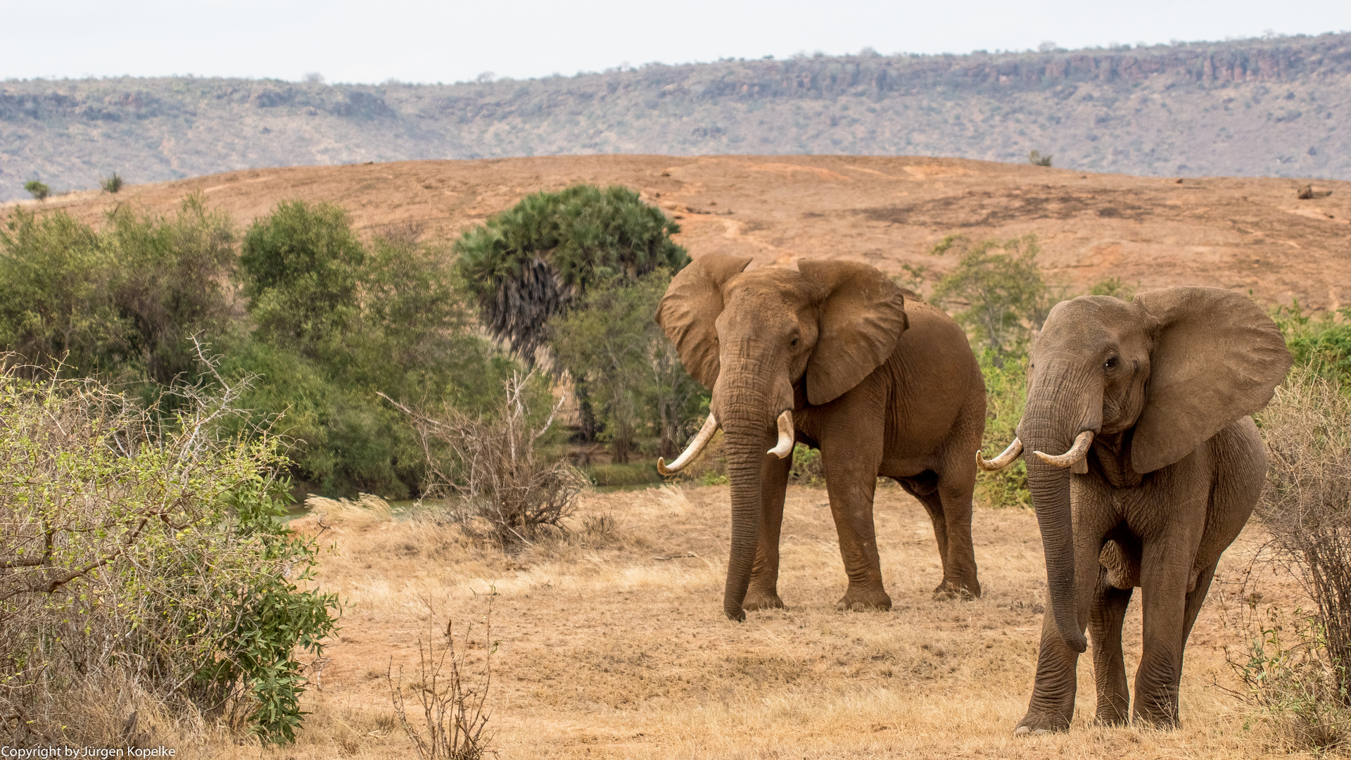 2 Elefantenbullen im Tsavo Ost