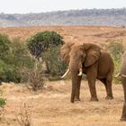 2 Elefantenbullen im Tsavo Ost