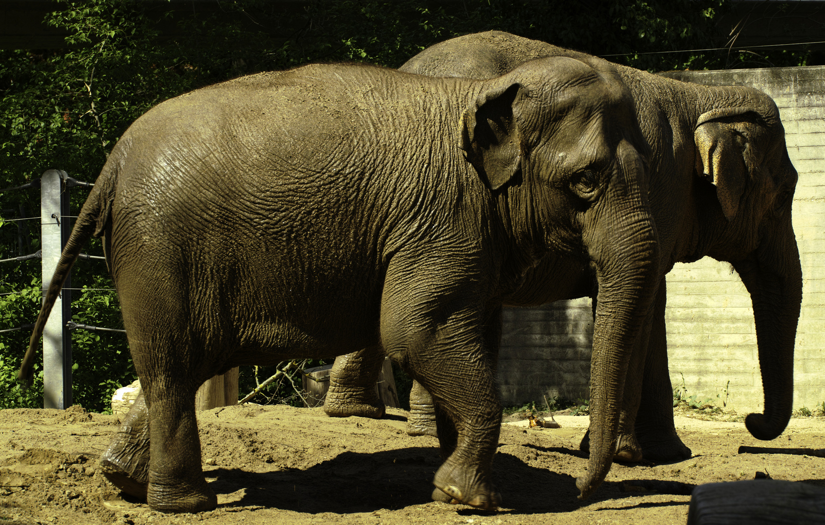 2 Elephanten im Zoo Karlsruhe