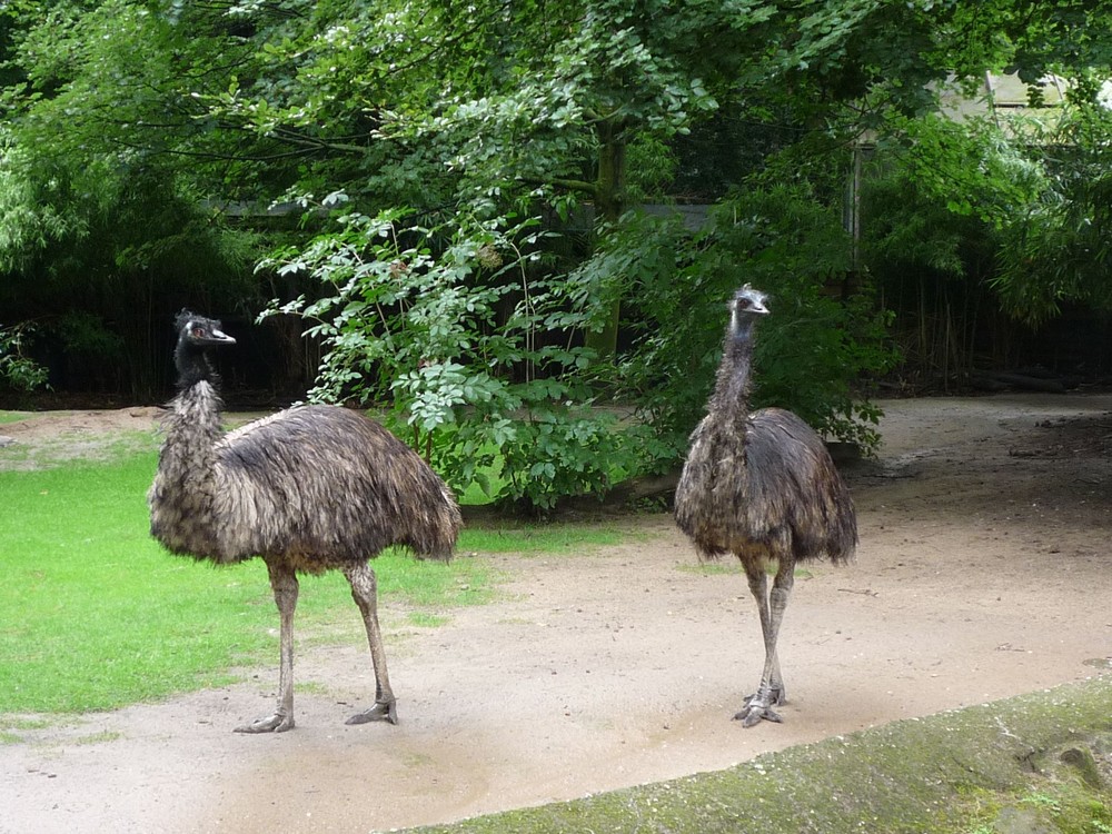 2 Emus