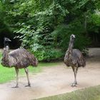 2 Emus