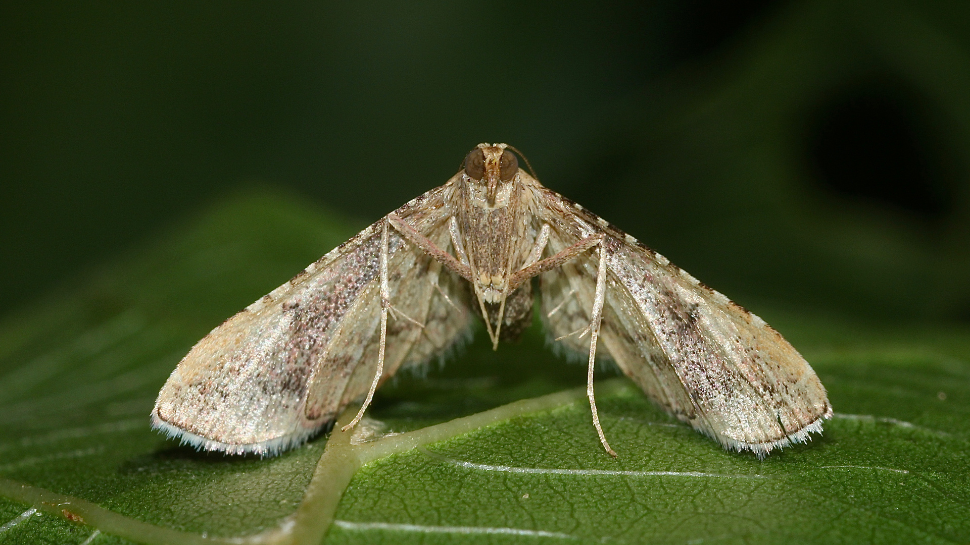 (2) ENDOTRICHA FLAMMEALIS - der GEFLAMMTE KLEINZÜNSLER