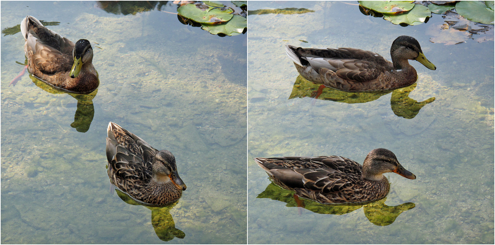 2 Entchen am Ferchensee