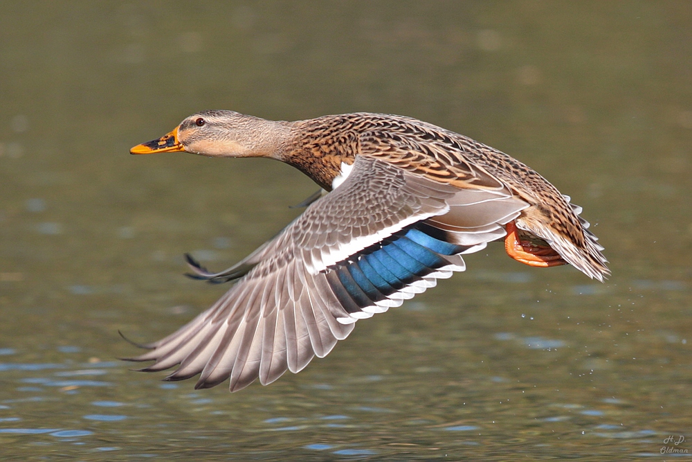 2. Ente im Flug