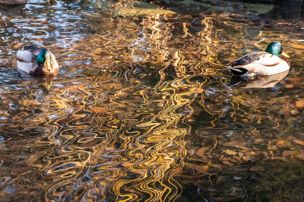 2 Enten im Wasser