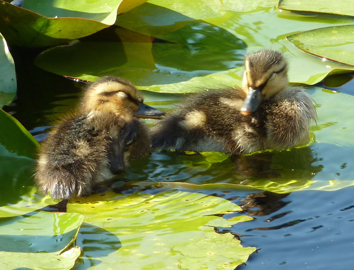 2 Entenkinder im Teich