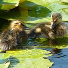 2 Entenkinder im Teich