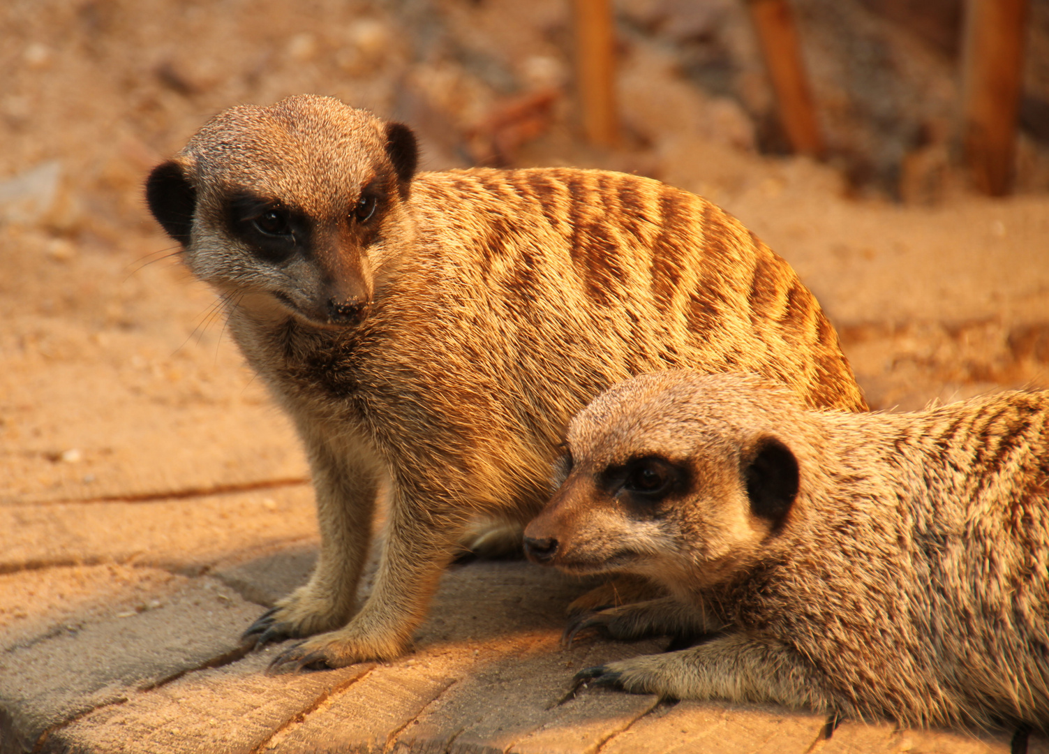 2 Erdmännchen