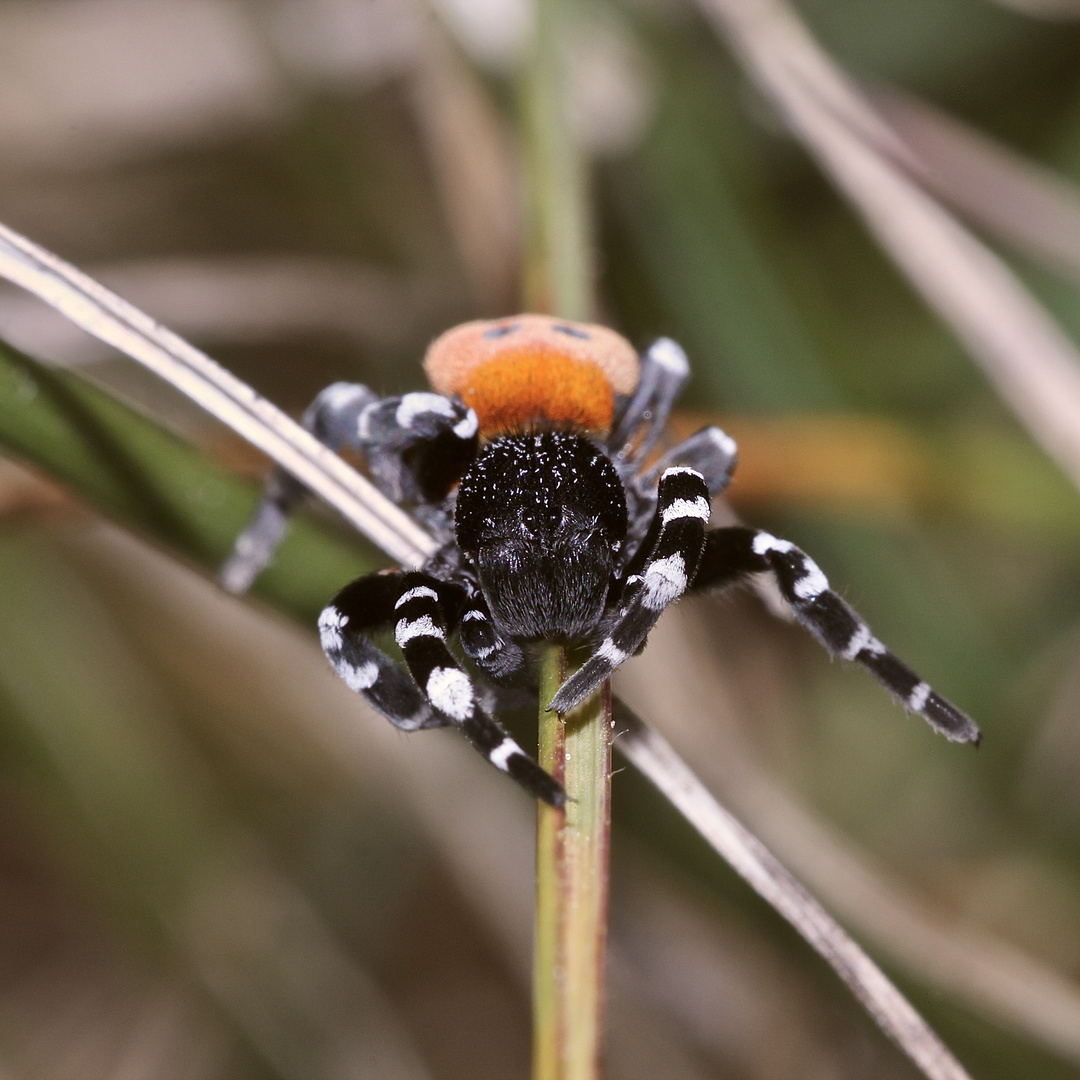 (2) ERESUS SANDALIATUS - DIE GERINGELTE RÖHRENSPINNE