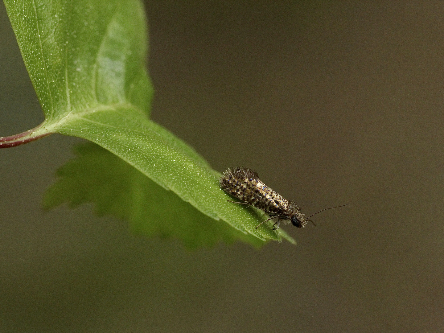 (2) Eriocrania semipurpurella oder sangii aus der Familie der Trugmotten (Eriocraniidae)