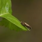 (2) Eriocrania semipurpurella oder sangii aus der Familie der Trugmotten (Eriocraniidae)