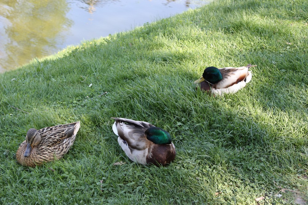 2 Erpel und 1 Ente friedlich vereint