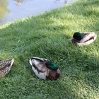 2 Erpel und 1 Ente friedlich vereint