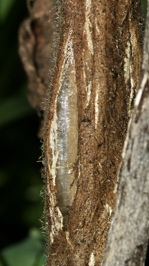 (2) Erst auf einem anderen Foto mit Kammeis (engl. "needle ice") vom selben Tag ...