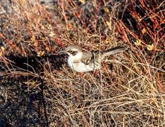 2) Espanola Mockingbird, Galapagos     _DSC9498-2