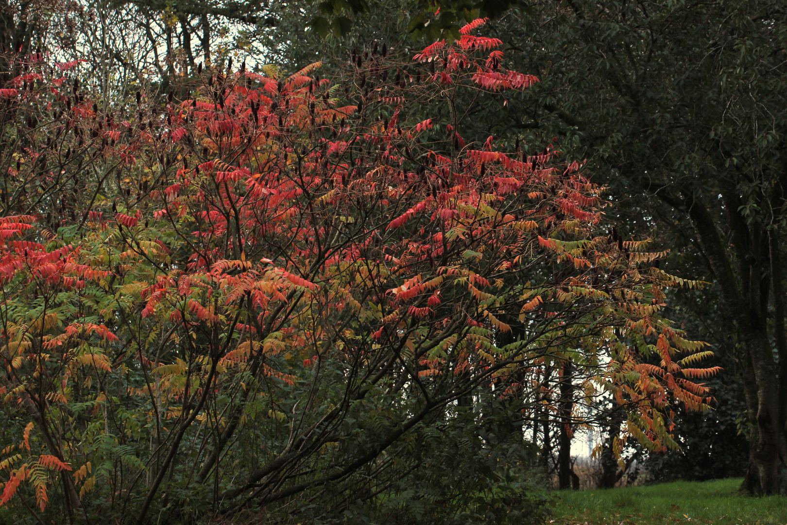 (2) "Essigbaum" (Rhus typhina)...