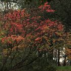 (2) "Essigbaum" (Rhus typhina)...