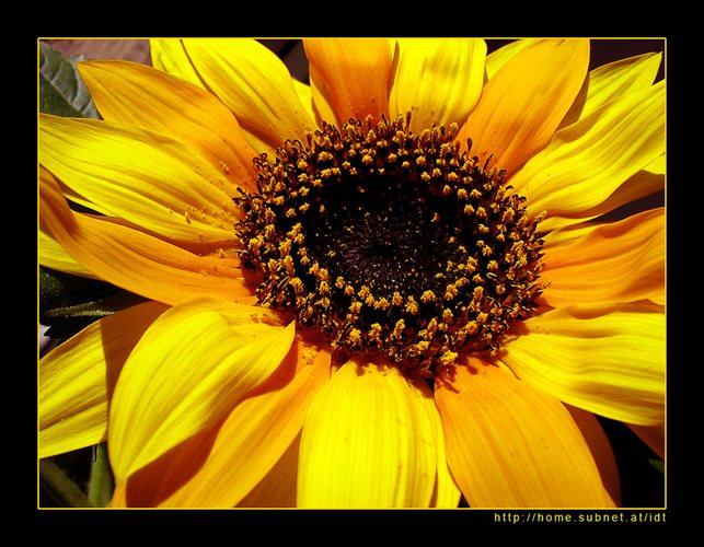 2-Färbige Sonnenblume