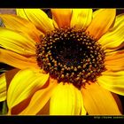 2-Färbige Sonnenblume