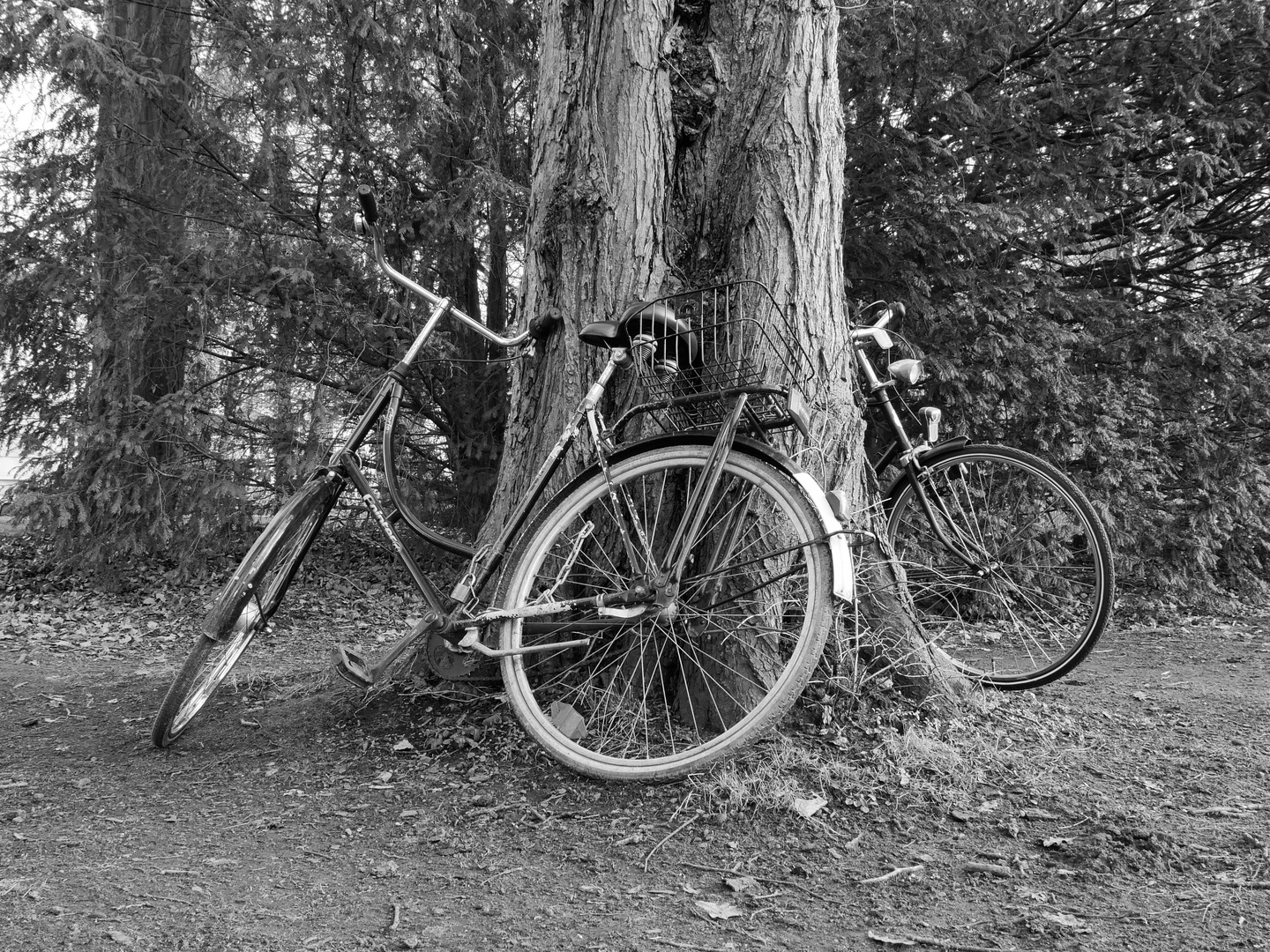 2 Fahrräder im Park