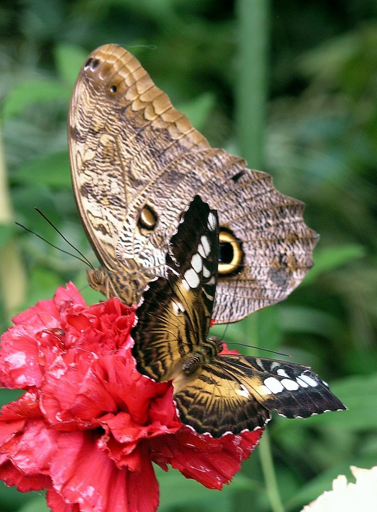 2 Falter auf einer Blume