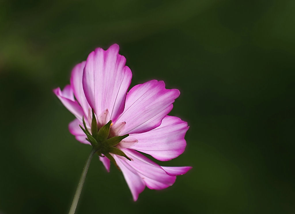 2 farbige Cosmea