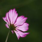 2 farbige Cosmea