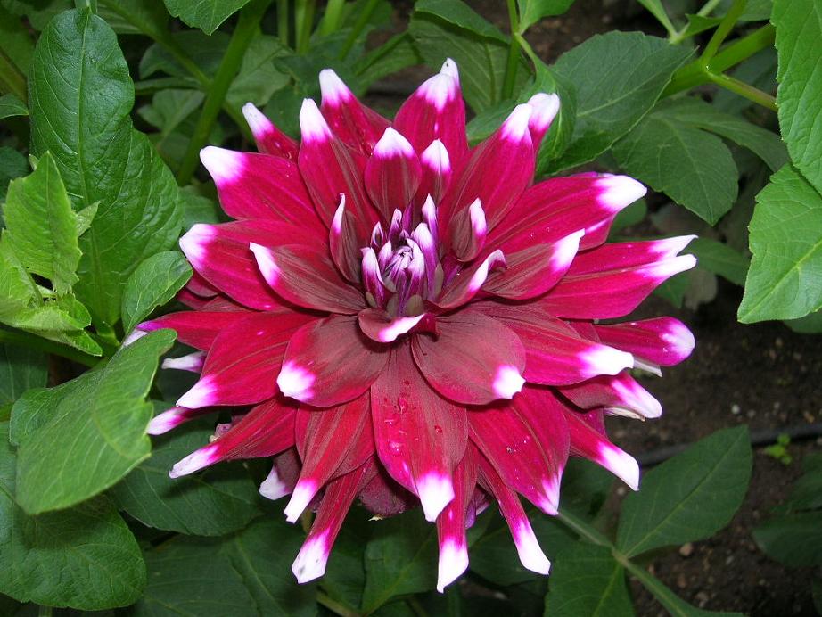 2 farbige Dahlia