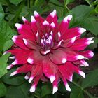 2 farbige Dahlia