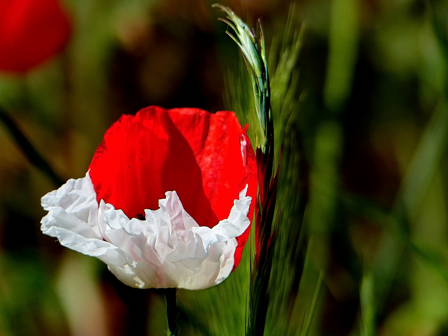  2 farbige Mohnblüte 