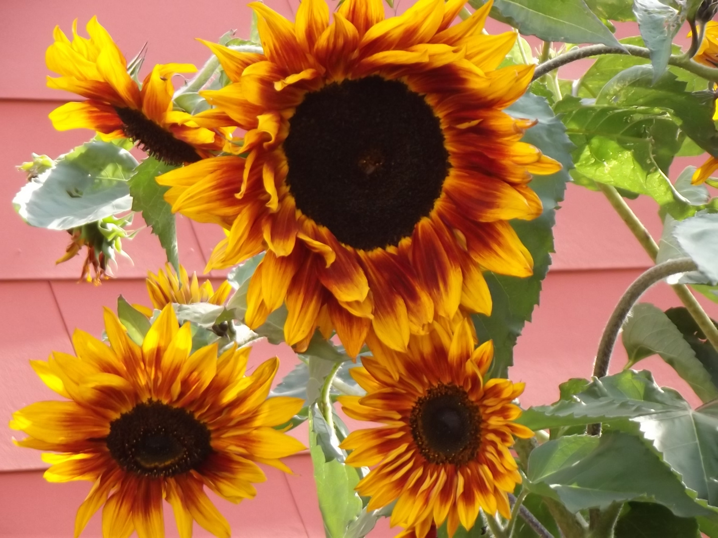 2 Farbige Sonnenblumen