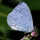 (2) Faulbaum-Bläuling (Celastrina argiolus )