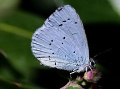 (2) Faulbaum-Bläuling (Celastrina argiolus )