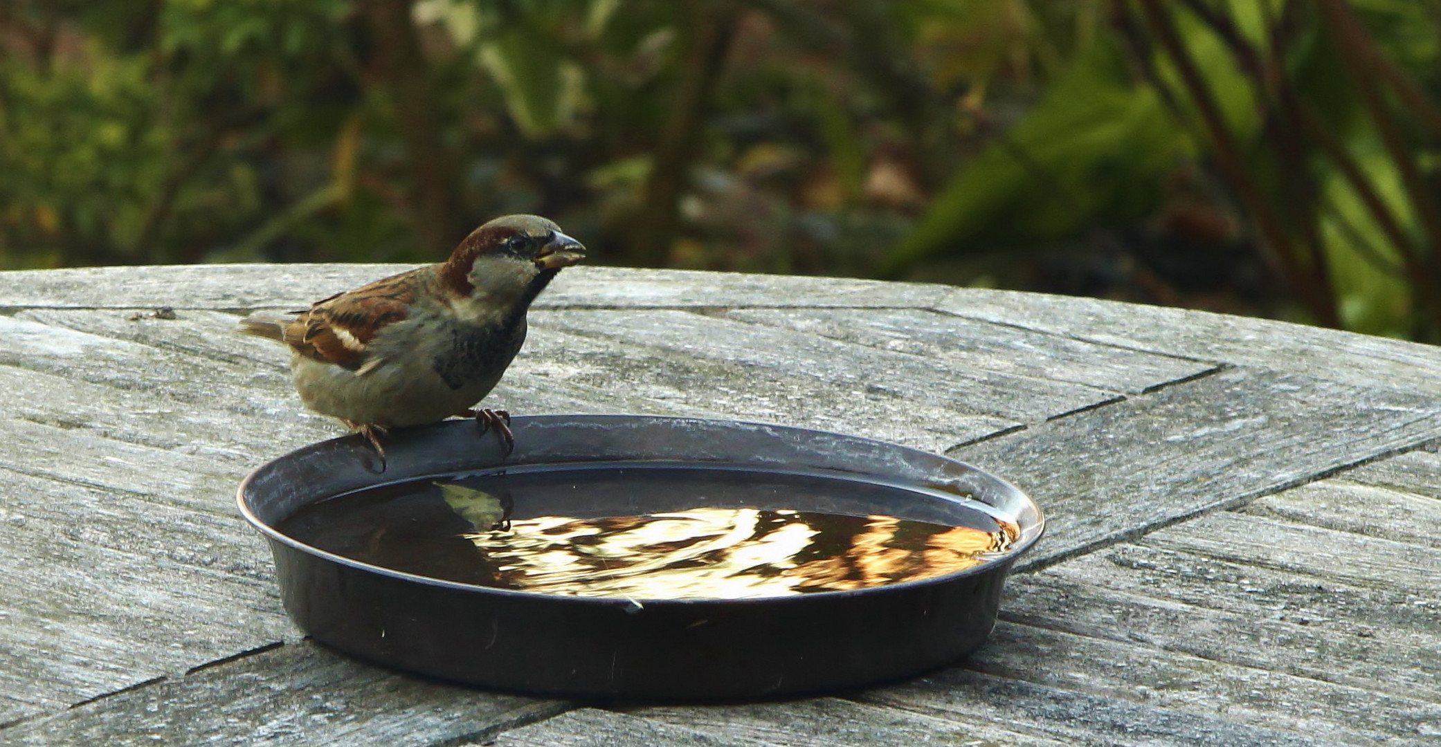 (2) "Feldsperling" (Passer montanus)