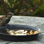 (2) "Feldsperling" (Passer montanus)